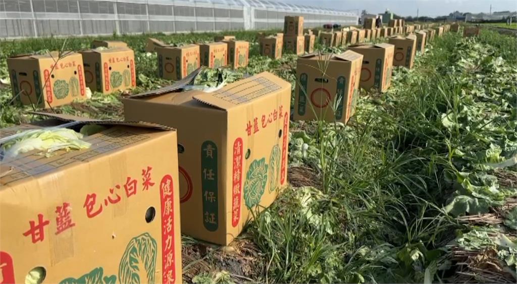 凱米進逼！草屯廟宇神像整修急拆　各地農民搶收作物盼減少損失