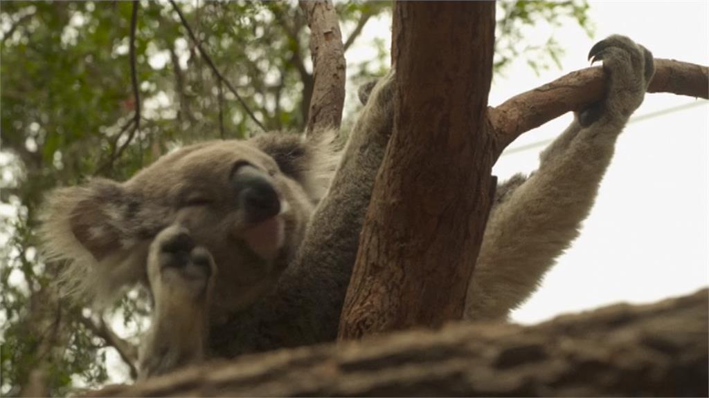 森林大火燒死6萬隻無尾熊　澳洲：今年恐更嚴重