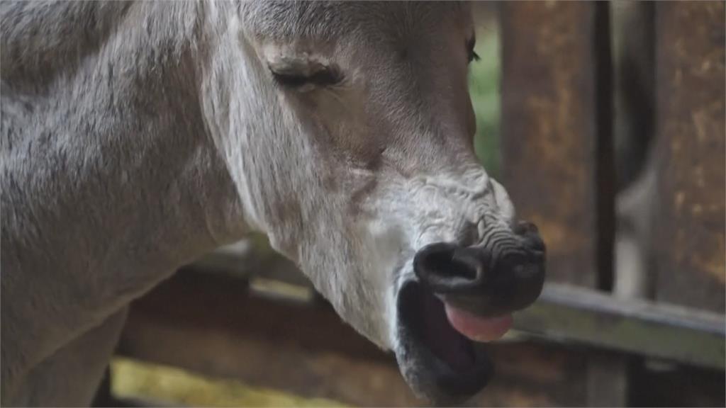 有藥用價值！索馬利野驢全球不到200隻　智利動物園小小驢出生超萌