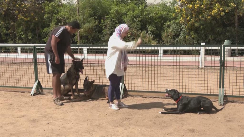 埃及立法禁養16種「危險」狗狗　飼主批政府處置失當
