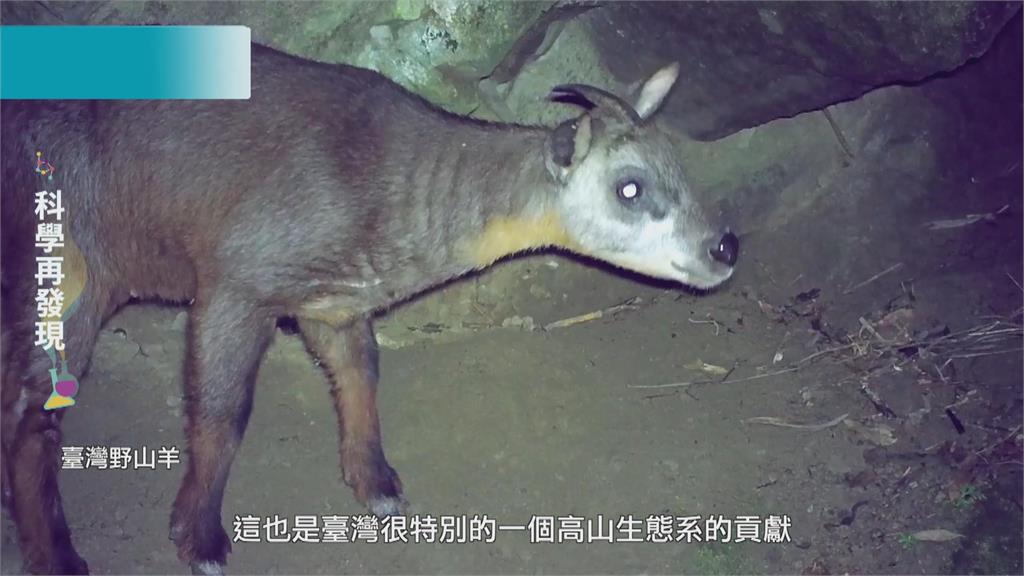 維護台灣生物多樣性! 呼籲落實環境保育