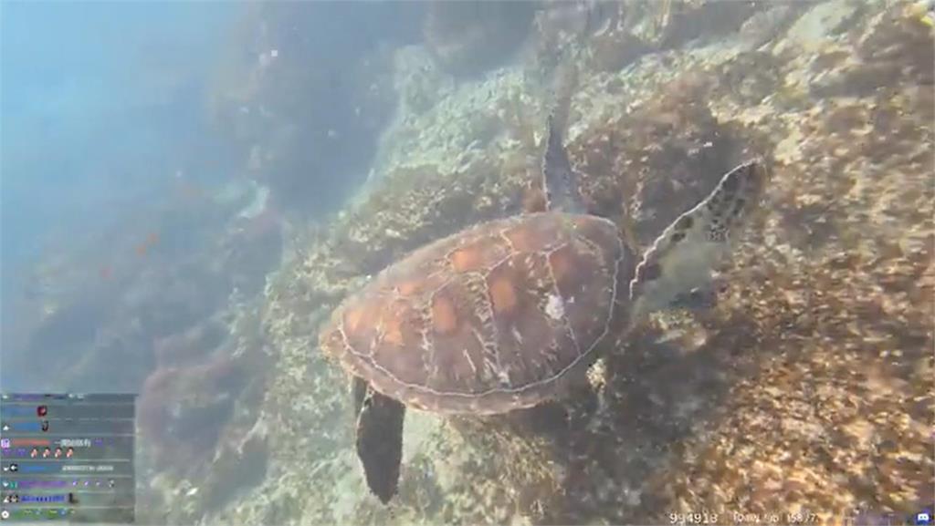 企鵝妹衝小琉球嗑海鮮 網見「消費金額」狂喊:國旅有救了! 企鵝妹嗨玩小琉球爽嗑海鮮大餐 網見「驚人價格」嚇傻:國旅有救了!