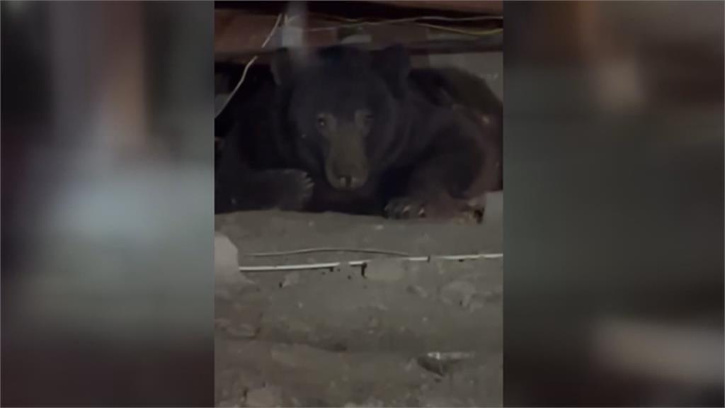 動物版「寄生上流」　黑熊闖進民宅地下室