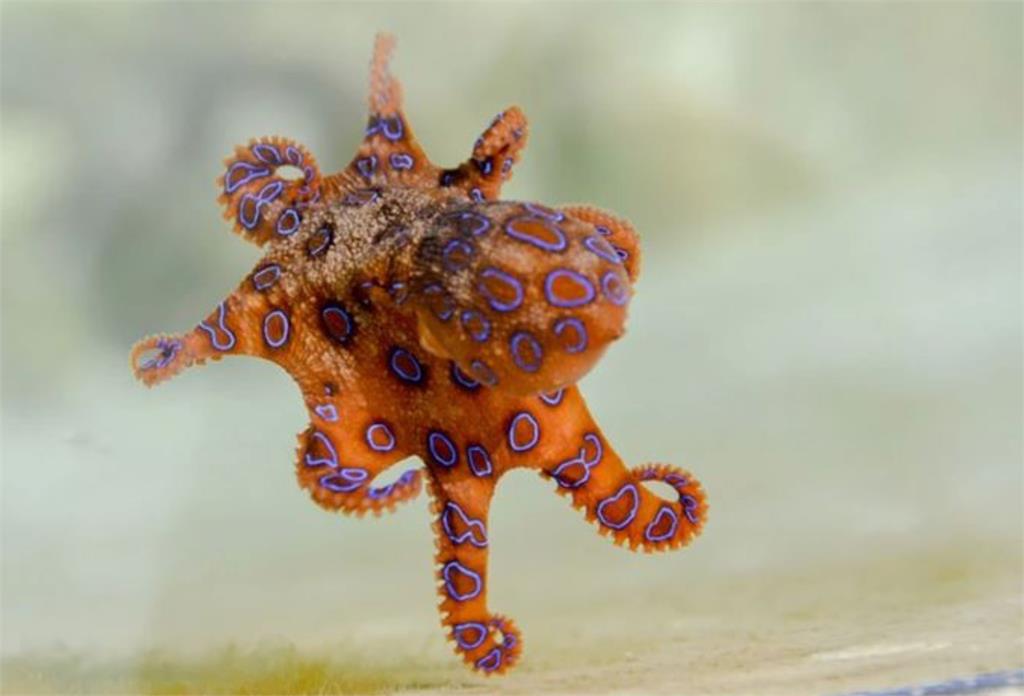 嗑芥末章魚驚見「藍環章魚觸腳」秒衝急診!醫一看搖頭了:這無藥可救