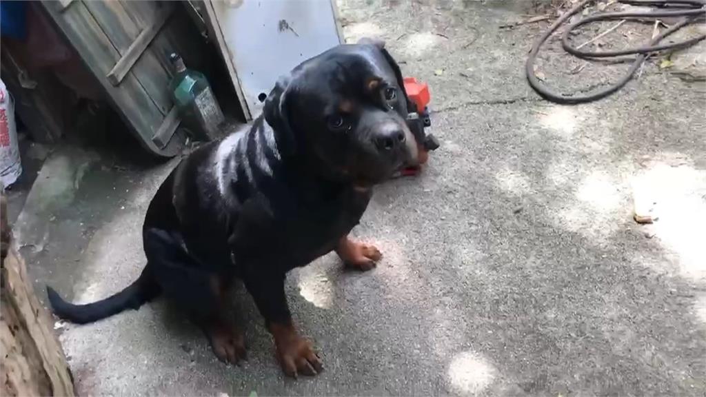 疑土地糾紛?男子愛犬兩度遭毒殺 去年小木屋還被縱火
