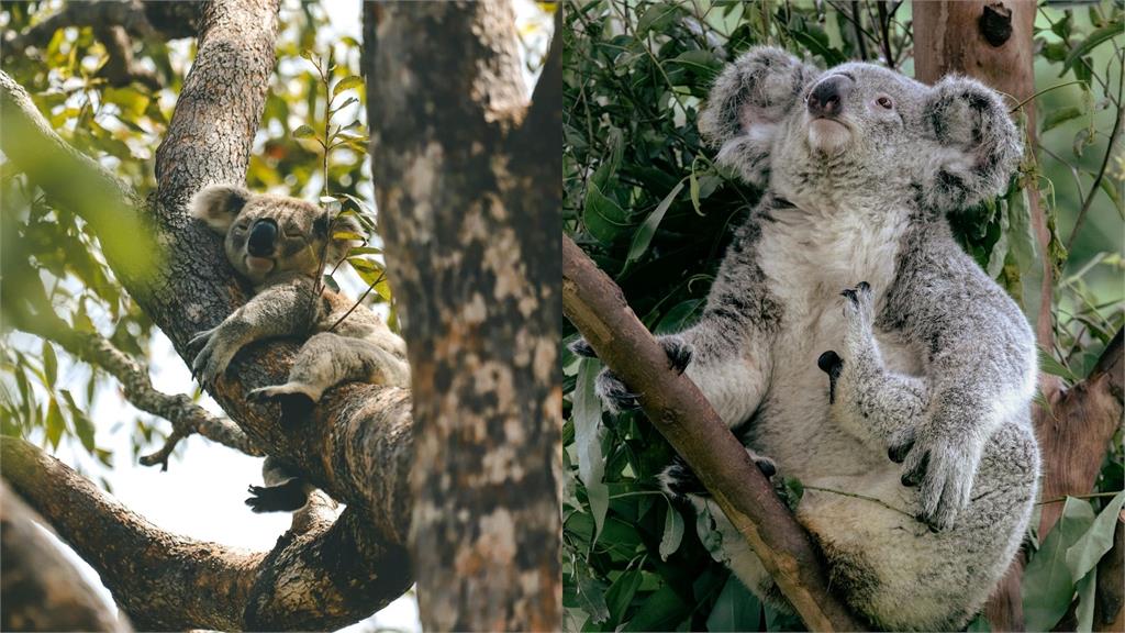 日本厭世無尾熊Kirara爆紅 倦怠表情遭網笑像社畜代表 日本動物園無尾熊上班「極致厭世臉」暴紅!網笑:根本是我每天早上的臉