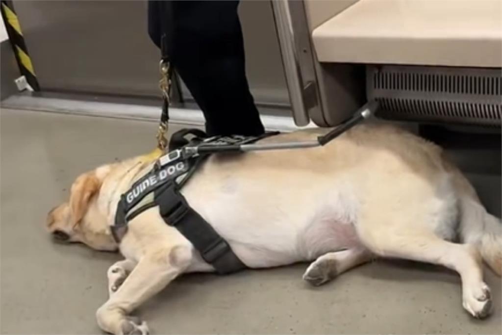 導盲犬躺車廂休息聽廣播喊「6關鍵字」秒起身工作!網見背影全哭了