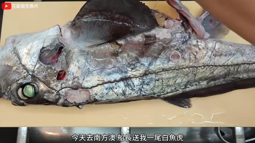 4.2億年深海活化石!剖開見「奇異內臟顏色」 試吃竟讓他驚呆了