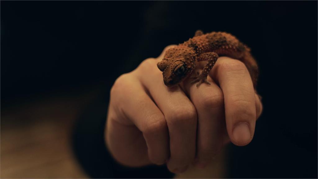 異言堂/啥!狐獴、土撥鼠不能養? 飼主:勿炒作綠鬣蜥