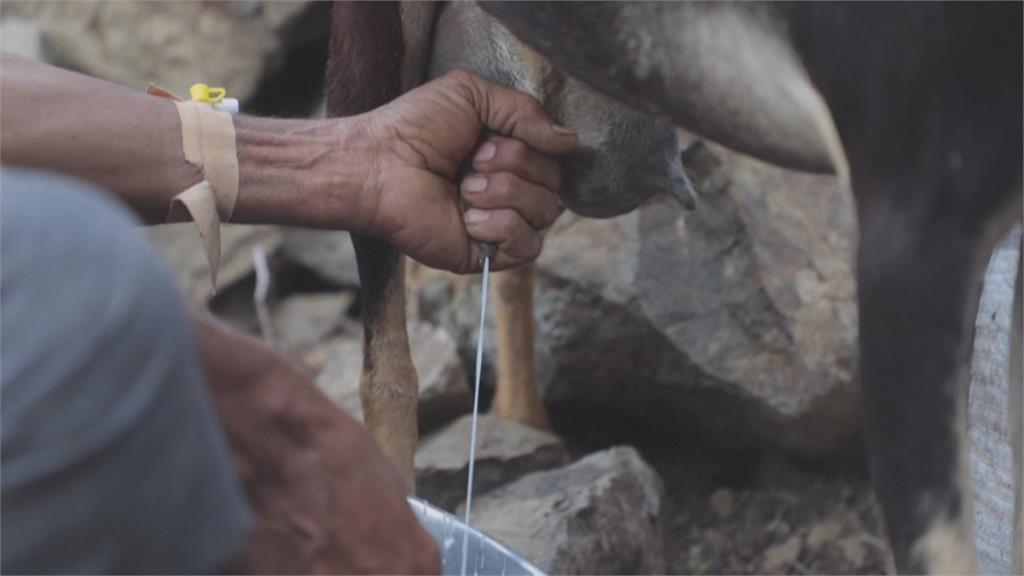 葉門獨有「塔伊茲乳酪」 古法製作搭配番茄入菜