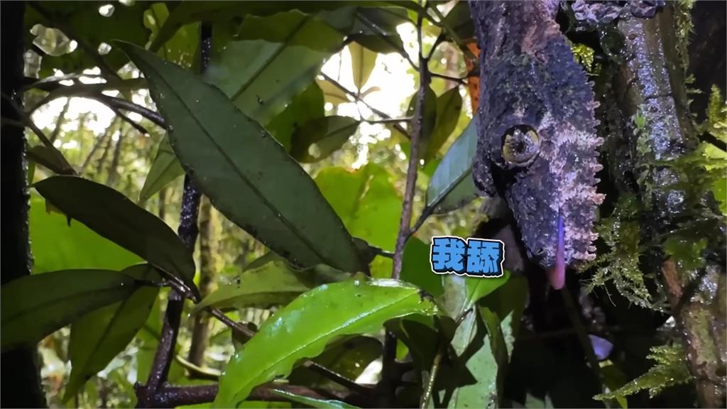 馬達加斯加變色龍繁多!她見超稀有「葉尾守宮」 網讚:眼睛跟寶石一樣美