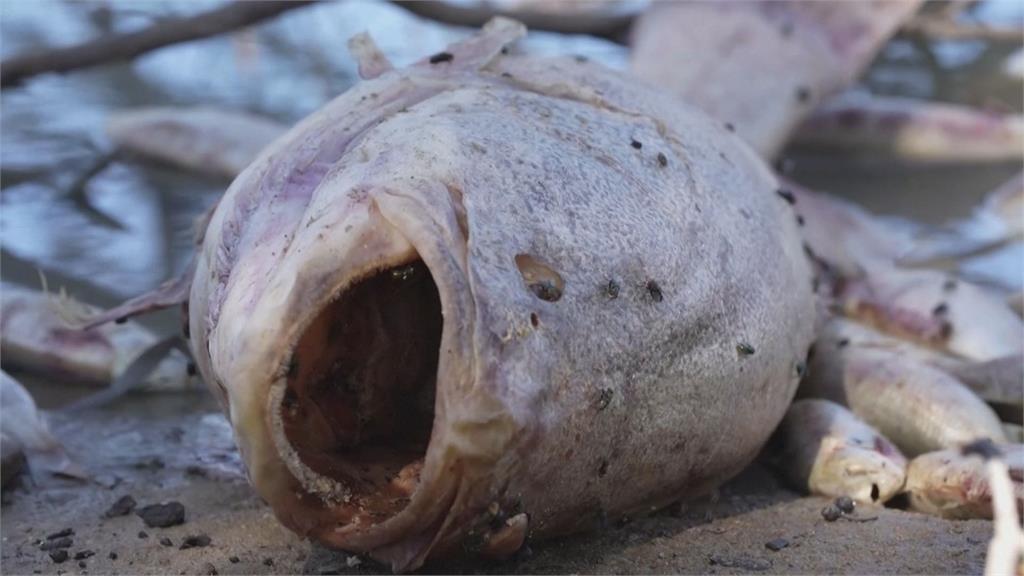 生態危機？澳洲小鎮驚見百萬條死魚　「翻肚魚屍」詭異漂河面景象曝光　