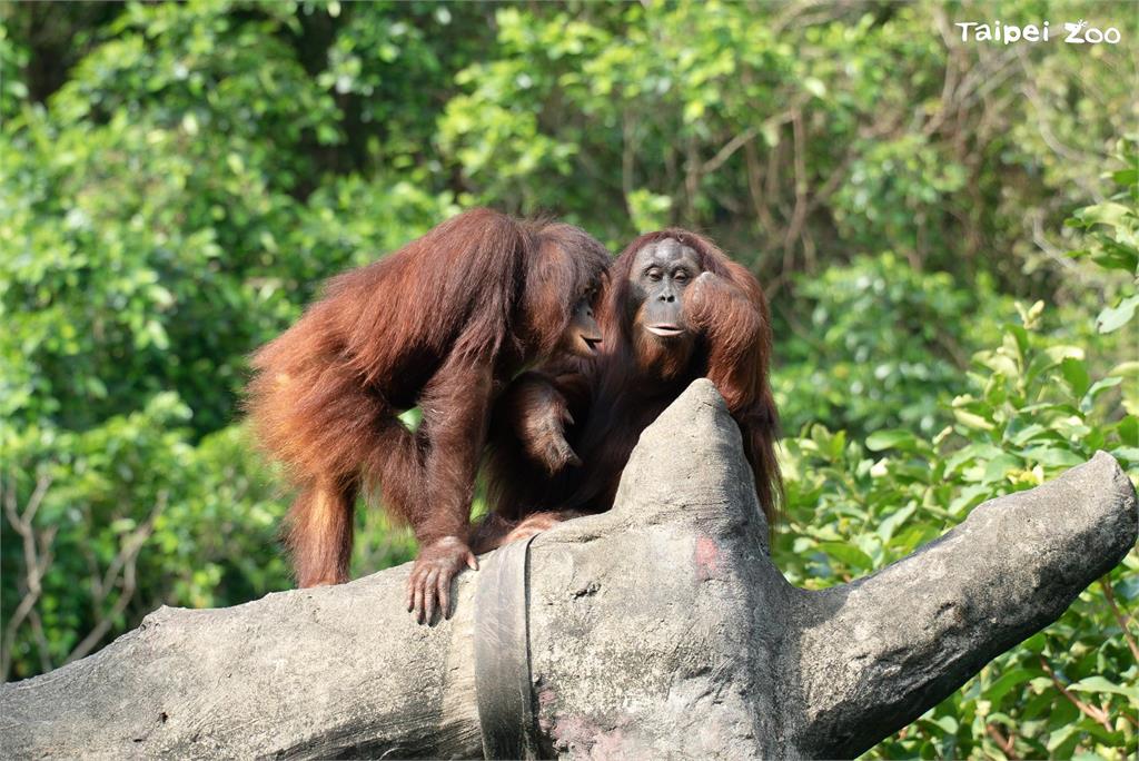 快新聞/母親節將至 北市動物園遞邀請:與紅毛猩猩母女、馬來貘母子來場午茶約會
