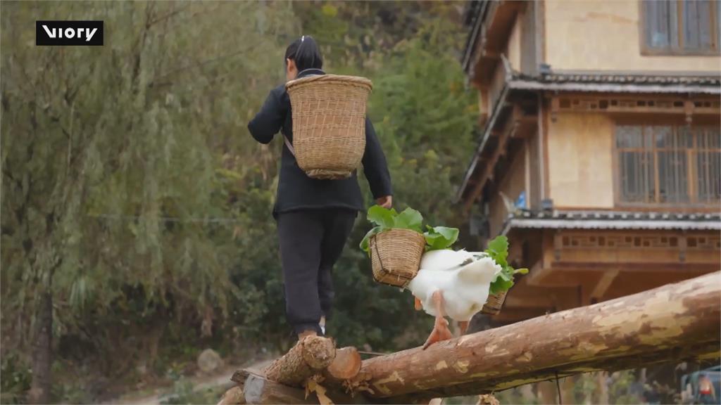 貴州大白鵝化身菜販得力助手 挑菜挑水賣菜樣樣都行