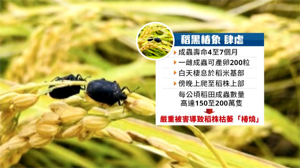 禁燒稻草 椿象氾濫農民苦 縣府同意分區分時段開放農民鬆口氣