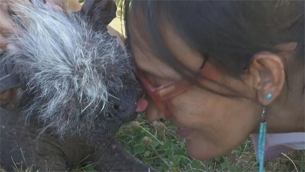 中國17歲冠毛犬　奪＂世界最醜狗冠軍＂