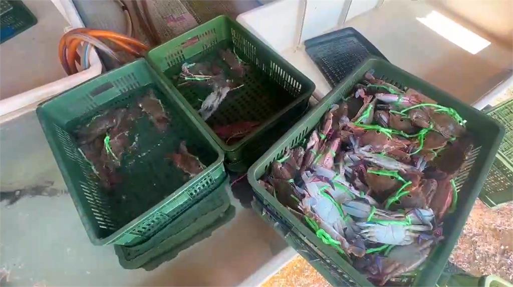 大啖萬里蟹季節！漁會：活蟹產量仍少、價恐貴100元　