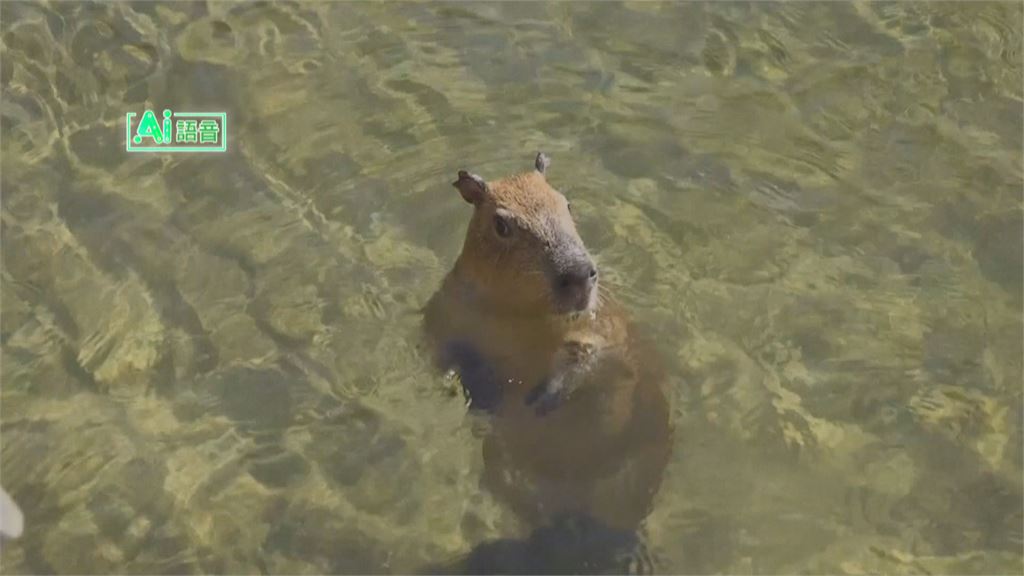 舊金山動物園睽違8年再迎來水豚! 可愛模樣吸引遊客爭相拍照