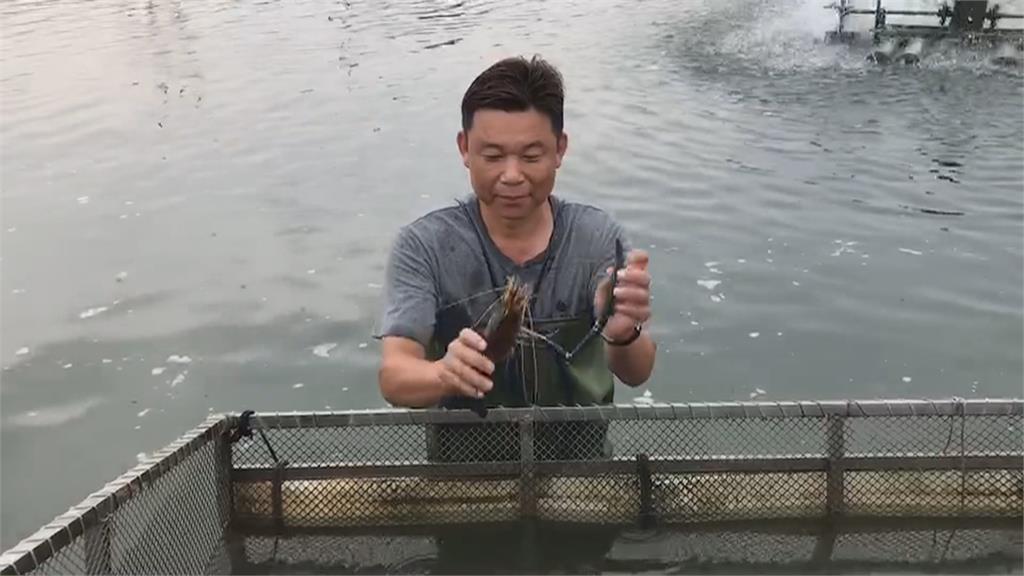 泰國蝦大比拚！　屏東潮州「賽神蝦」冠軍給5千
