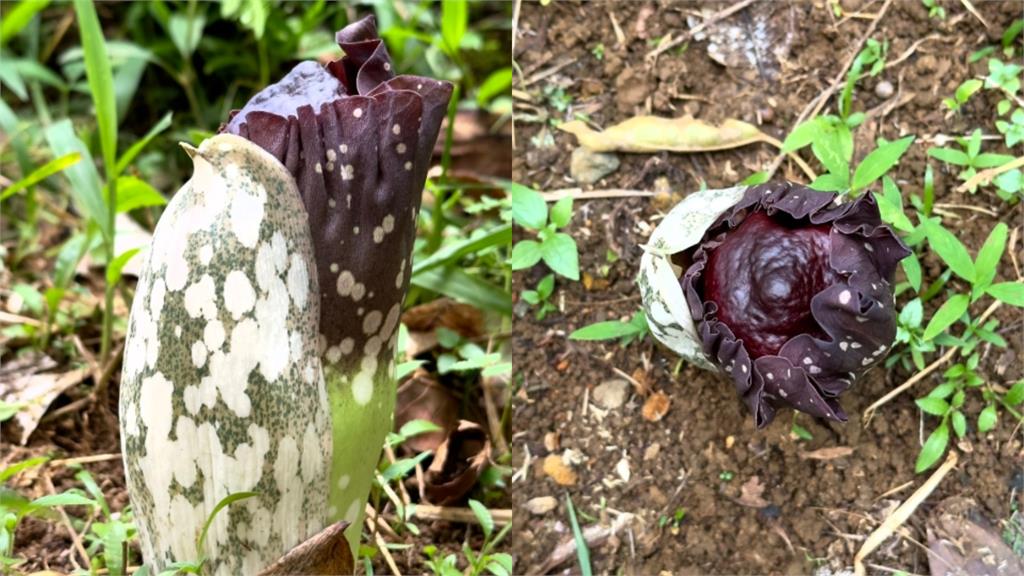 瀕危「屍花」睽違15年將盛開！雪梨皇家植物園「全程直播」千人線上守候