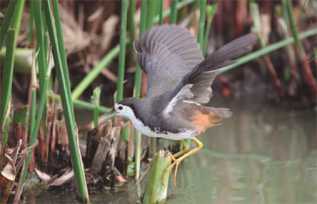 快新聞／網驚傳外籍勞工捕獵黑面琵鷺　保七總隊偵辦調查