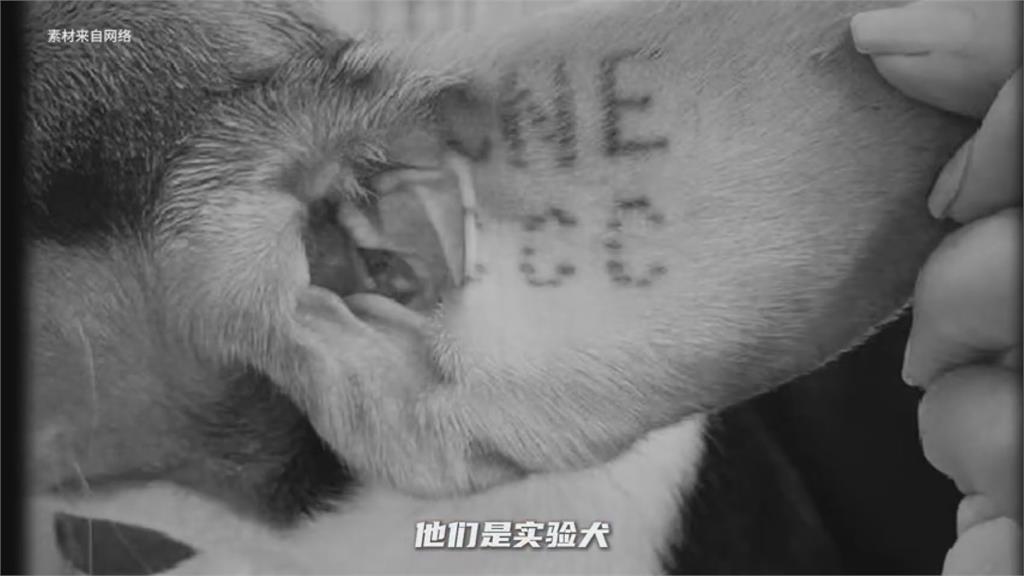 對抽血習以為常!男星路救實驗犬「全身傷引心疼」 取名藏洋蔥網友看哭了