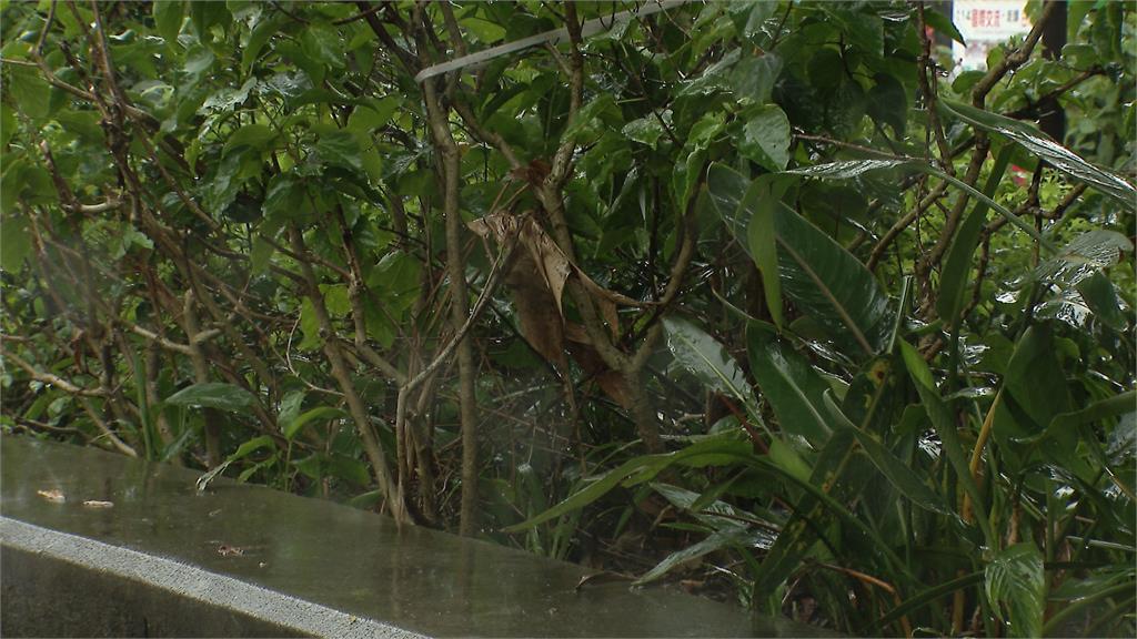 藍議員轟榮星花園「沒花」丟臉　北市公園處：下半年動工升級改造