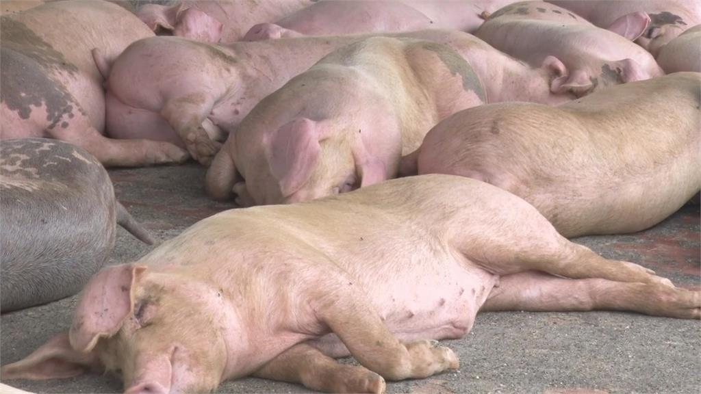 廚餘處理！北市焚化爐免費銷毀　台南高速廚餘發酵廠應變