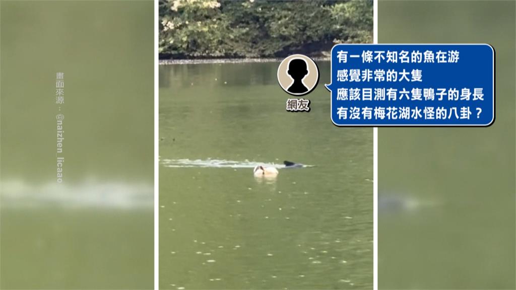 水怪現蹤？宜蘭梅花湖驚見「神秘黑影背鰭」　當地遊客、管理單位解答了！