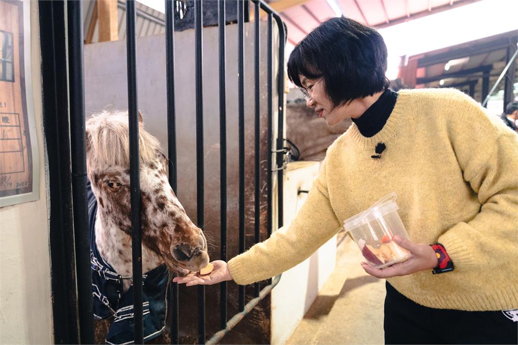 快新聞／歡喜迎馬年！蘇巧慧化身一日馬場照護員　沈伯洋竟成「Q毛本尊」？