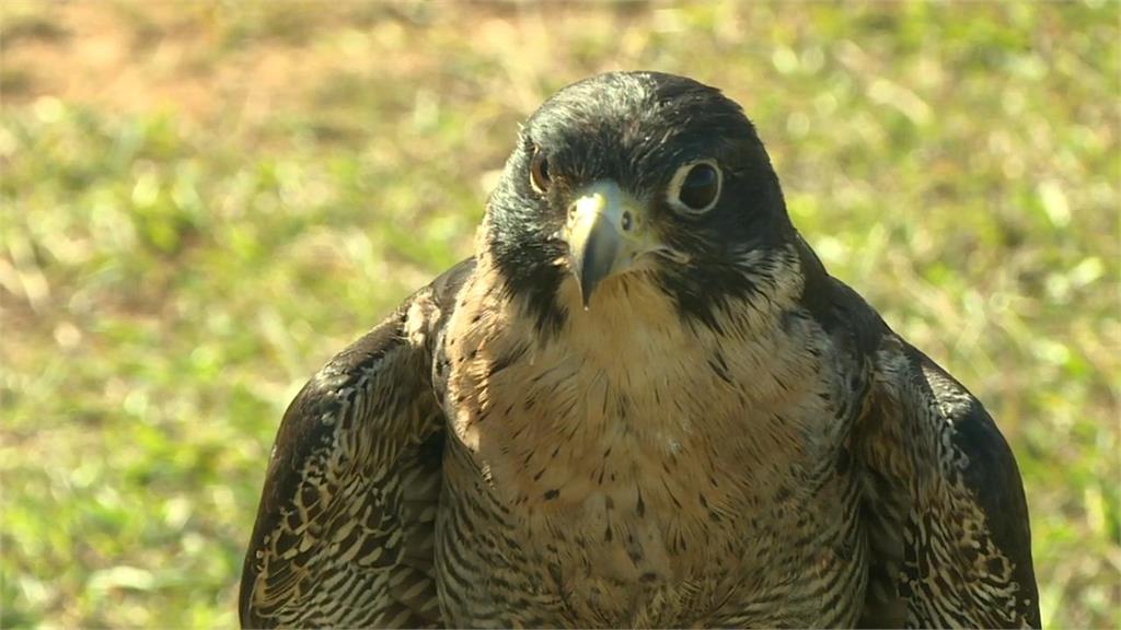 異言堂∕開放飼養老鷹鳥會憂過境遊隼遭盜獵 飼主籲：打晶片實名制