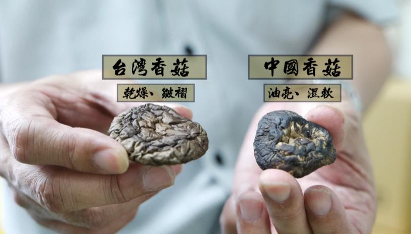 異言堂(影)/台灣香菇產量腰斬 中國菇洗產地入侵!