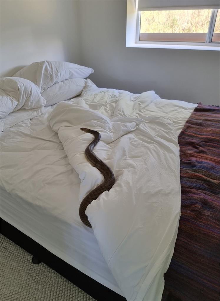 女子驚見1.8公尺巨蛇躺床！「世界第2毒」照片曝光　網崩潰想搬家