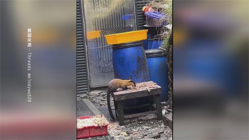 排雲山莊驚見黃猴貂吃廚餘buffet 恐傳染疾病 玉管處承諾加強改善