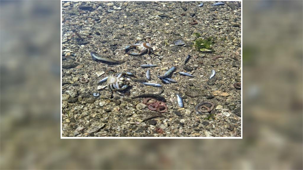 新北貢寮「潮間帶遭下毒」 大量魚群暴斃.海水飄怪味