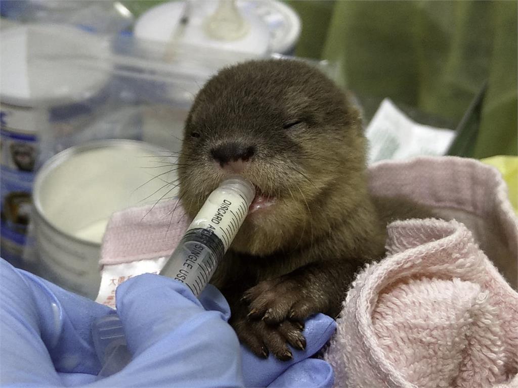北市動物園小爪水獺家族喜迎4胞胎! 4寶萌樣曝光一秒融化