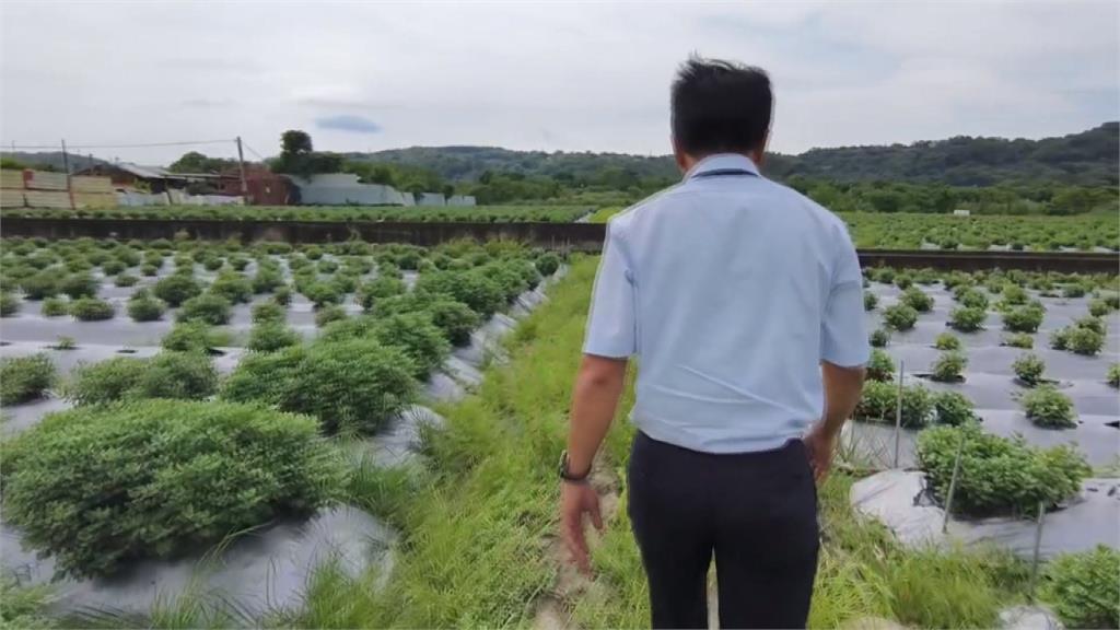 連續豪雨炸花田! 苗栗杭菊農損破3成