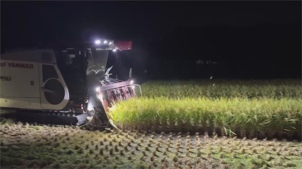 巴威來勢洶洶！苗栗稻農連夜搶收　烘稻機２４小時不停機