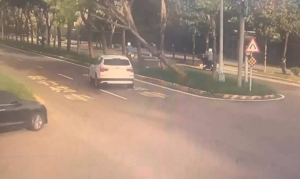 快新聞/「鳳凰」未至強風先來!新竹路樹被吹倒 民眾拍下倒樹橫陳畫面