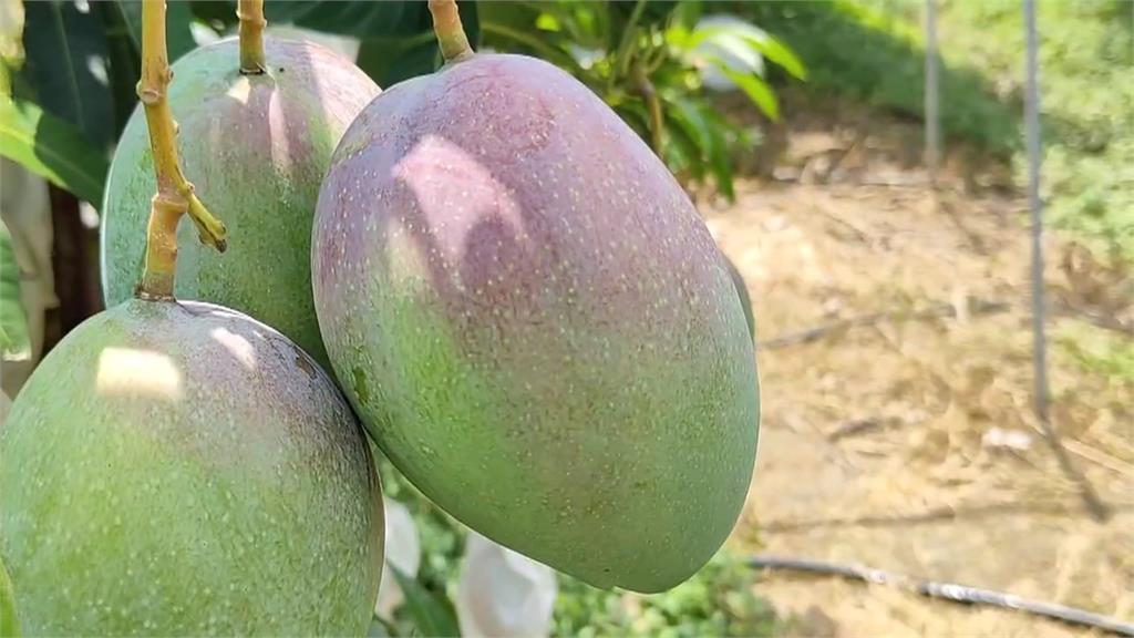 六年磨一劍！　苗栗市果農成功種出「台中一號」芒果