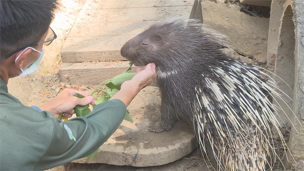 父親節致敬保育員 壽山動物園曬15位「超級奶爸」身影
