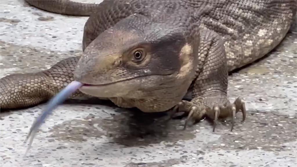 彰化民眾街頭拾獲「哥吉拉」　飼主仍未領回！開放認養搶手