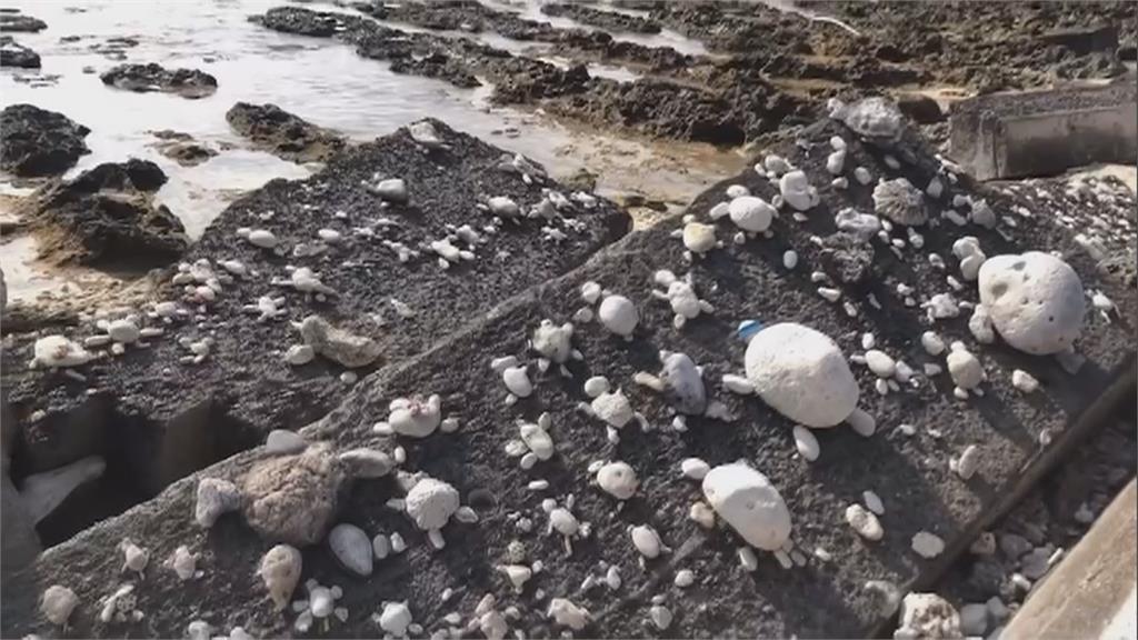 小琉球「網美老木」消失! 大雨沖毀景點 網美打卡風景不再