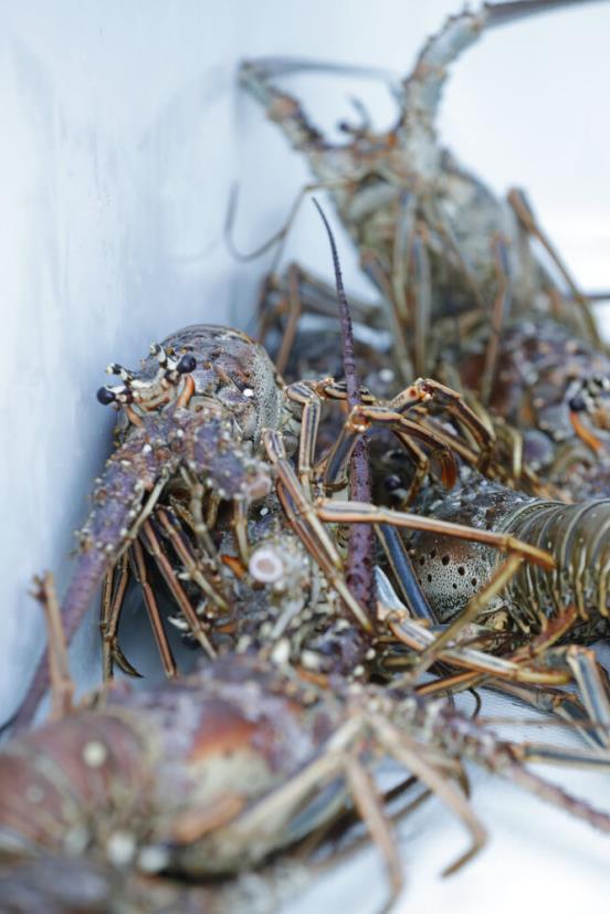 快新聞/古巴親中「拒台人入境」下場慘了!我國拒買龍蝦 進口額慘崩7成