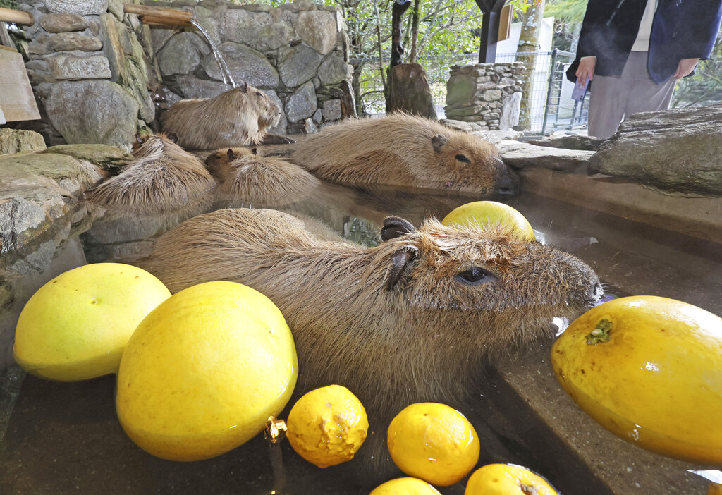 快新聞/天氣冷颼颼! 動保處籲飼主替寵物保暖「否則可罰7.5萬元」