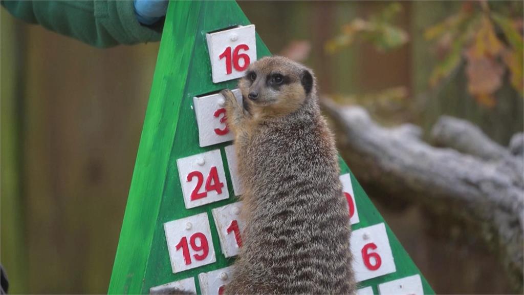 動物過耶誕!動物園、水族館提早歡慶耶誕節