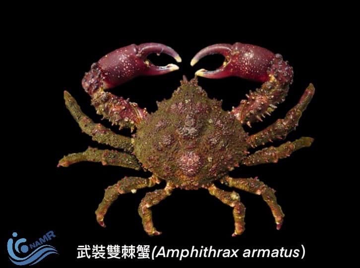 1天可抓上千隻！外來種「武裝雙棘蟹」入侵南台灣　專家：別吃！