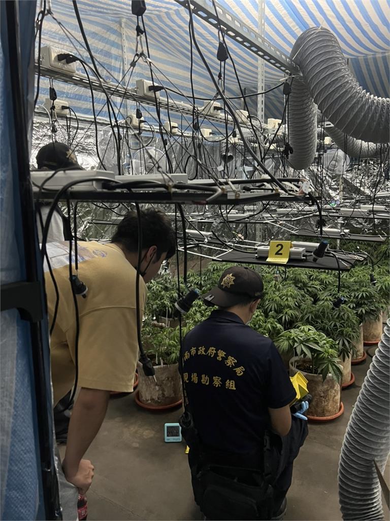 租套天厝做溫室開心農場 兩男子種大麻遭逮