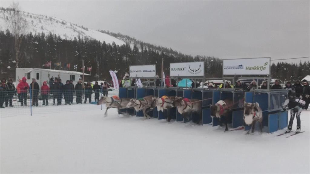 擁７０多年歷史！芬蘭「馴鹿賽跑」開跑　吸引各國觀眾共襄盛舉