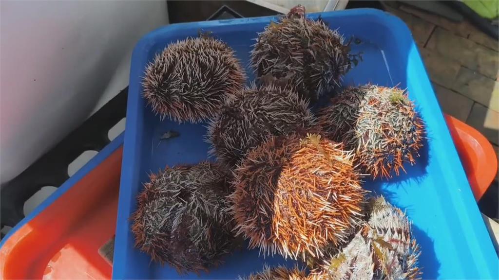 澎湖馬糞海膽供不應求　業者研發人工養殖技術